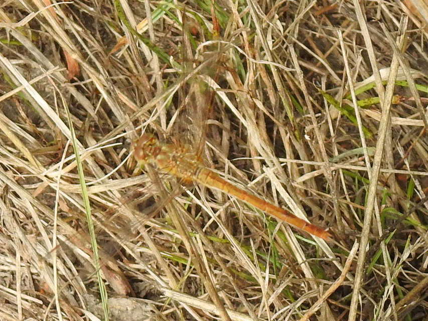 Sympetrum meridionale - fakó katona-szitakötő