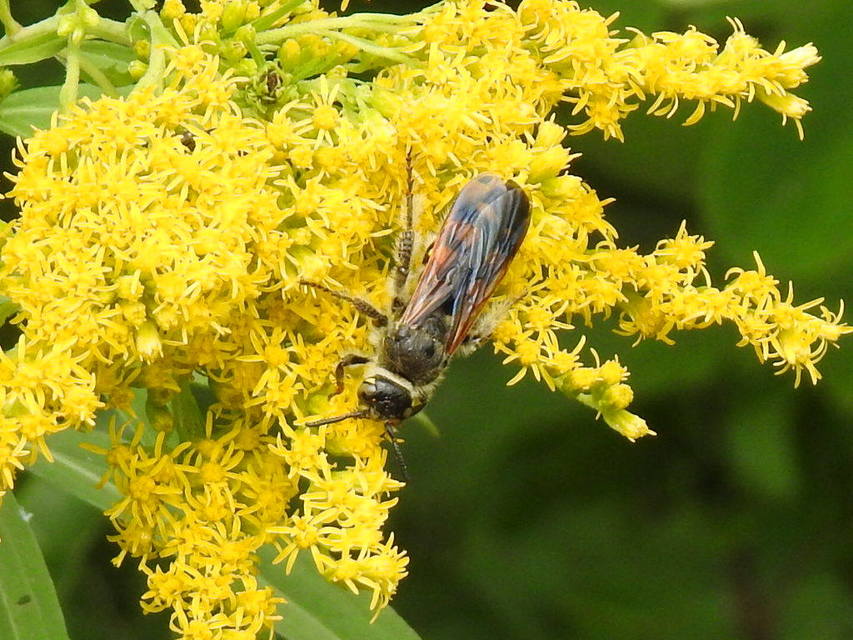 Colpa sexmaculata - hatfoltos tőrösdarázs