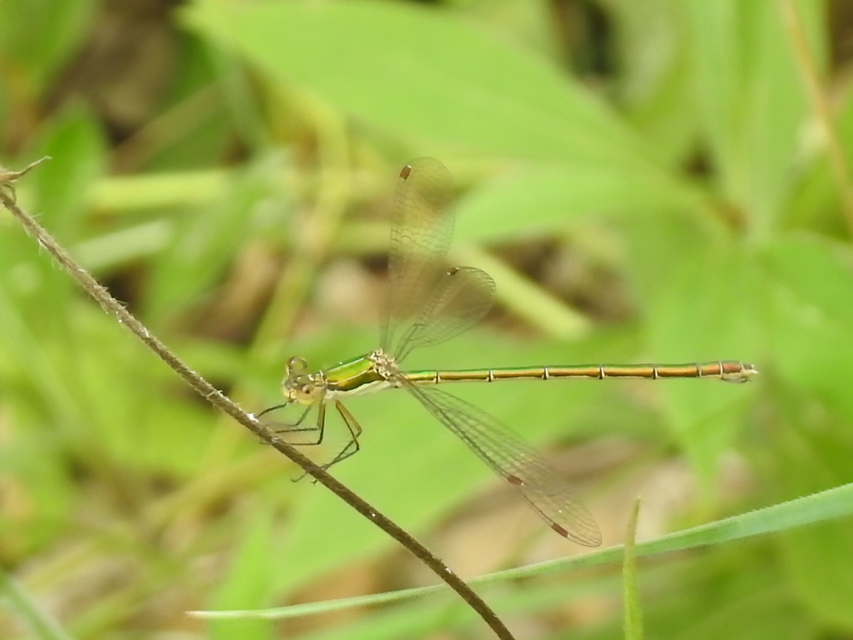 Lestes virens vestalis - kis rablószitakötő