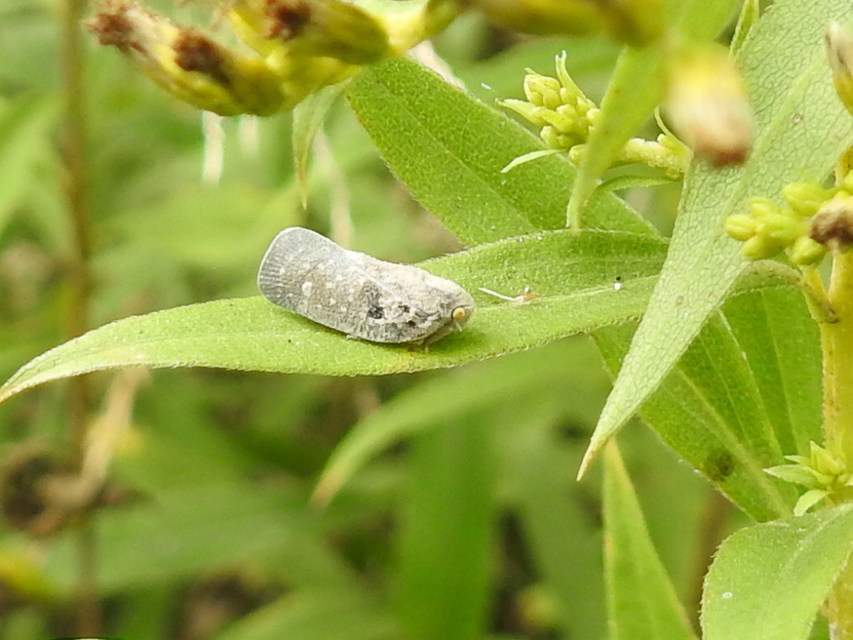 Metcalfa pruinosa - amerikai lepkekabóca