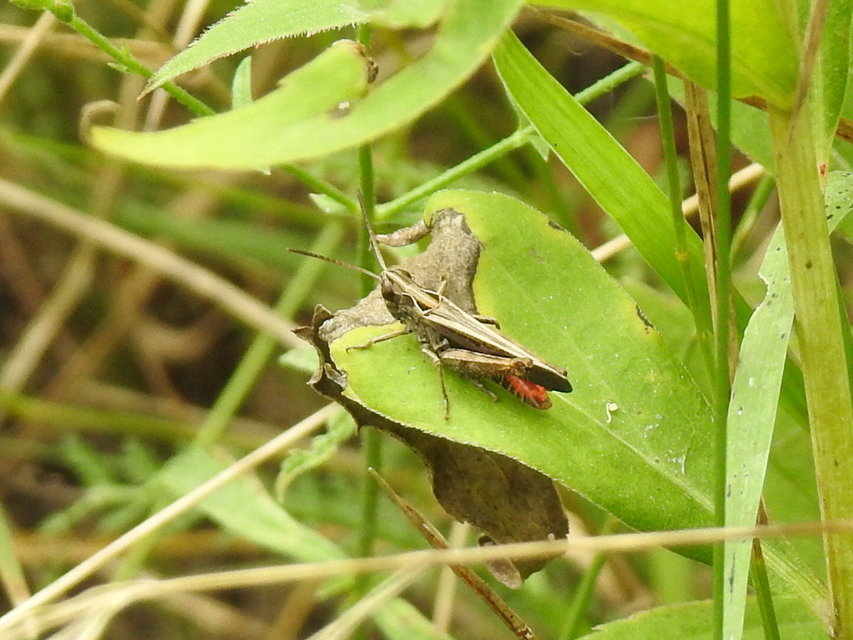 Omocestus rufipes - vöröshasú tarlósáska