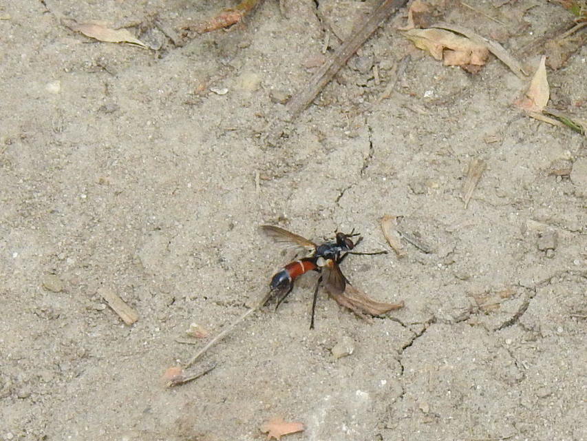 Cylindromyia