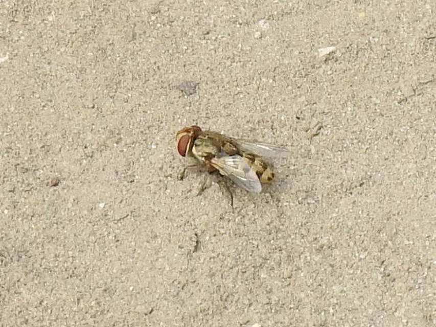 Miltogramminae