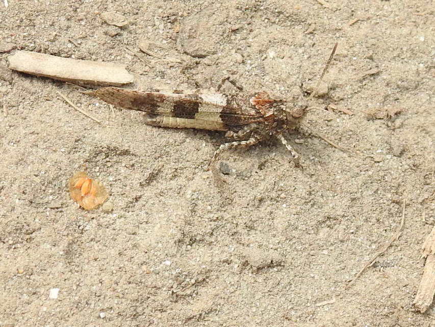 Oedipoda caerulescens - kékszárnyú sáska