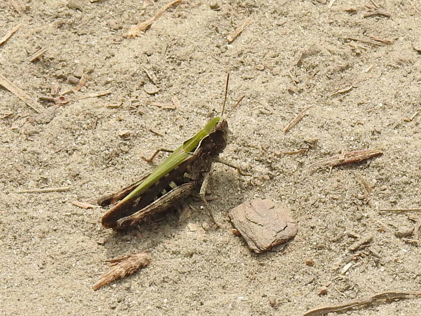 Omocestus rufipes - vöröshasú tarlósáska