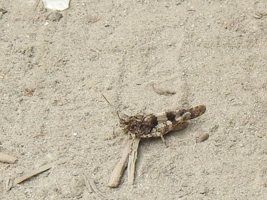 Oedipoda caerulescens - kékszárnyú sáska