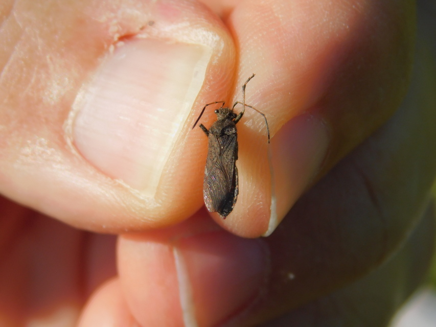 Alydus calcaratus - szőrös tövispoloska