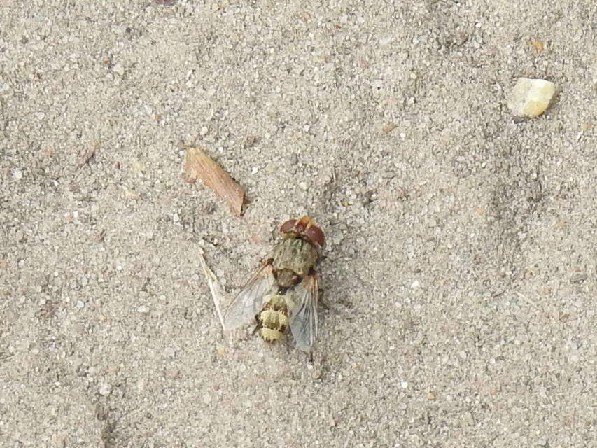 Miltogramminae