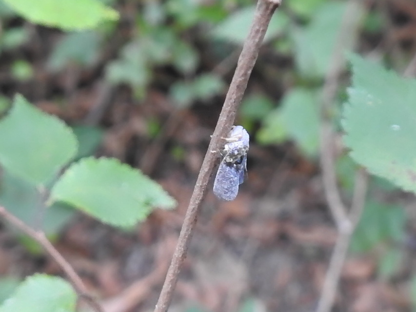 Metcalfa pruinosa - amerikai lepkekabóca