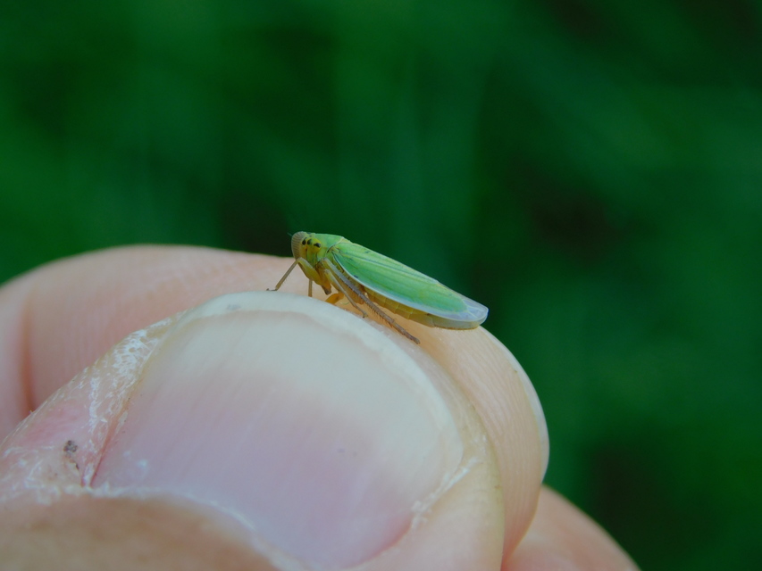 Cicadella viridis - méregzöld kabóca