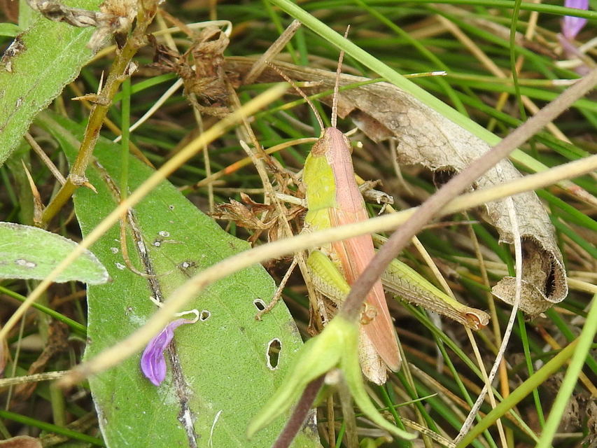 Chorthippus (Chorthippus) (subgenus)