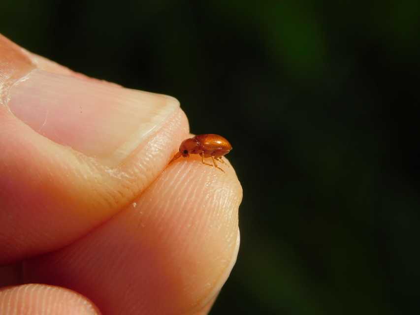 Neocrepidodera