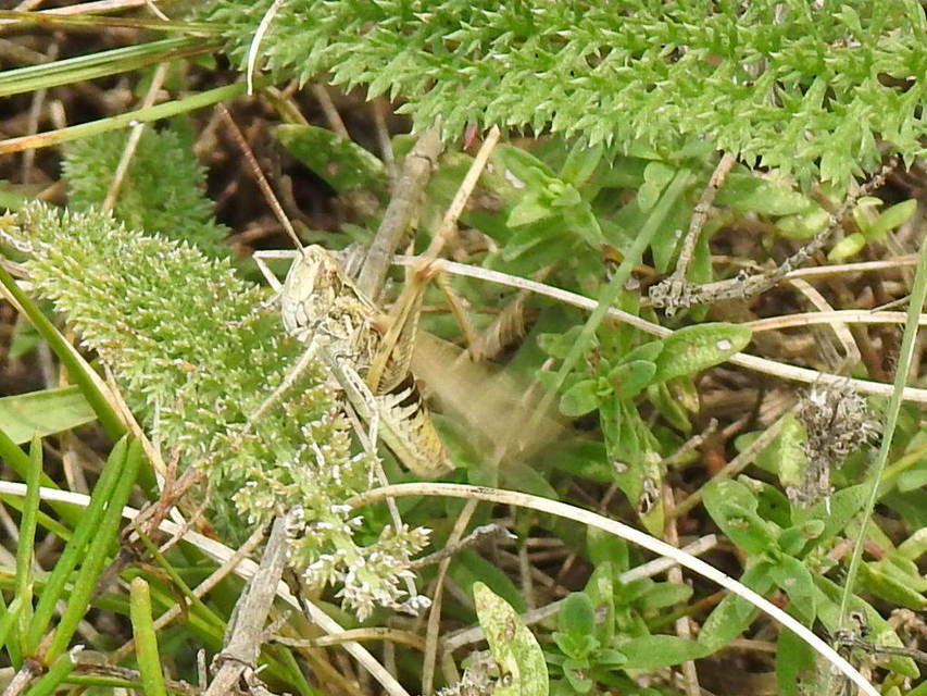 Chorthippus mollis - halk tarlósáska