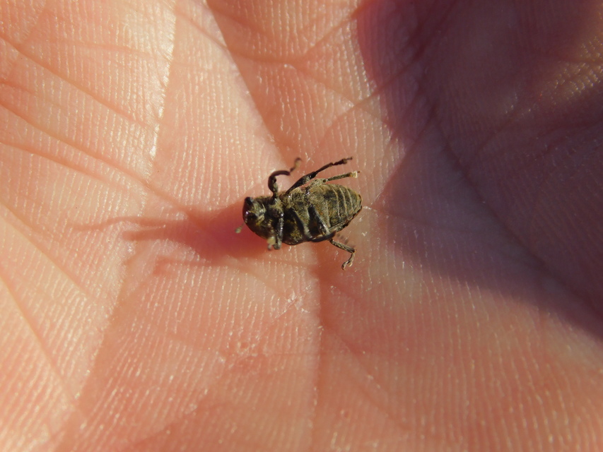 Larinus turbinatus - kúposorrú púderbarkó