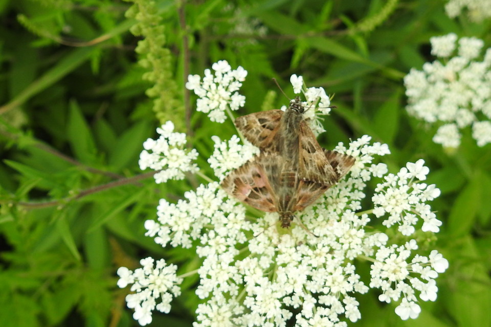 Carcharodus alceae - mályva-busalepke