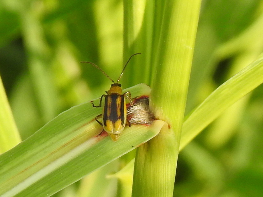 Diabrotica virgifera - amerikai kukoricabogár