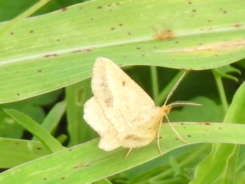 Tephrina arenacearia - lucerna-araszoló