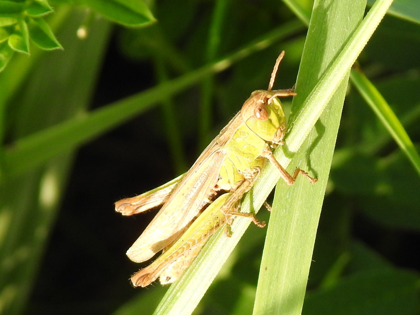 Chorthippus (Chorthippus) (subgenus)