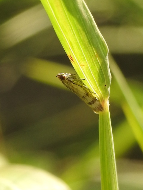 Homoeosoma sinuella - agyagsárga karcsúmoly