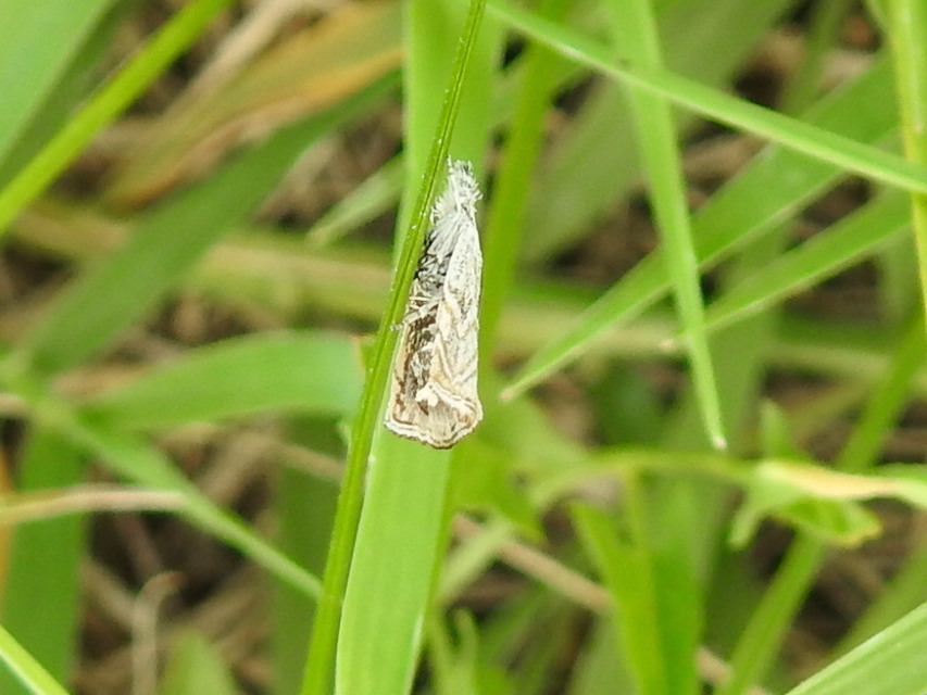 Platytes cerussella - törpe fűgyökérmoly