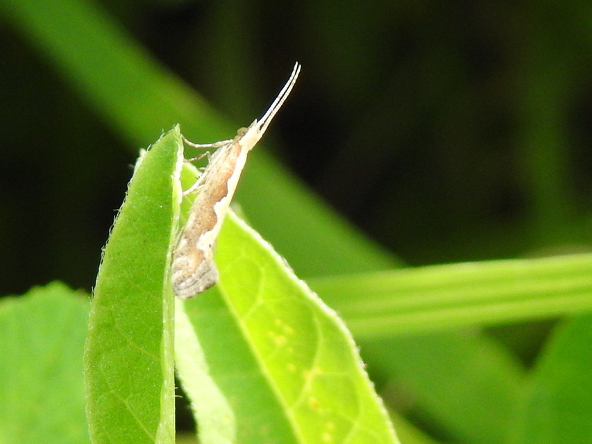Plutella xylostella - káposztamoly