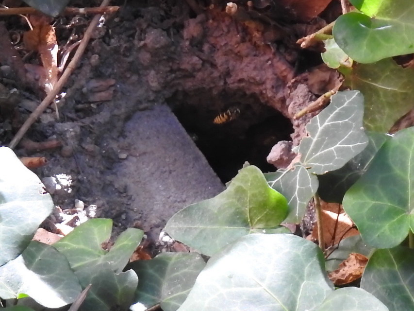 Dolichovespula