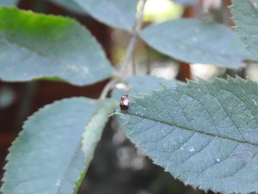 Deraeocoris lutescens - sárgás mezeipoloska