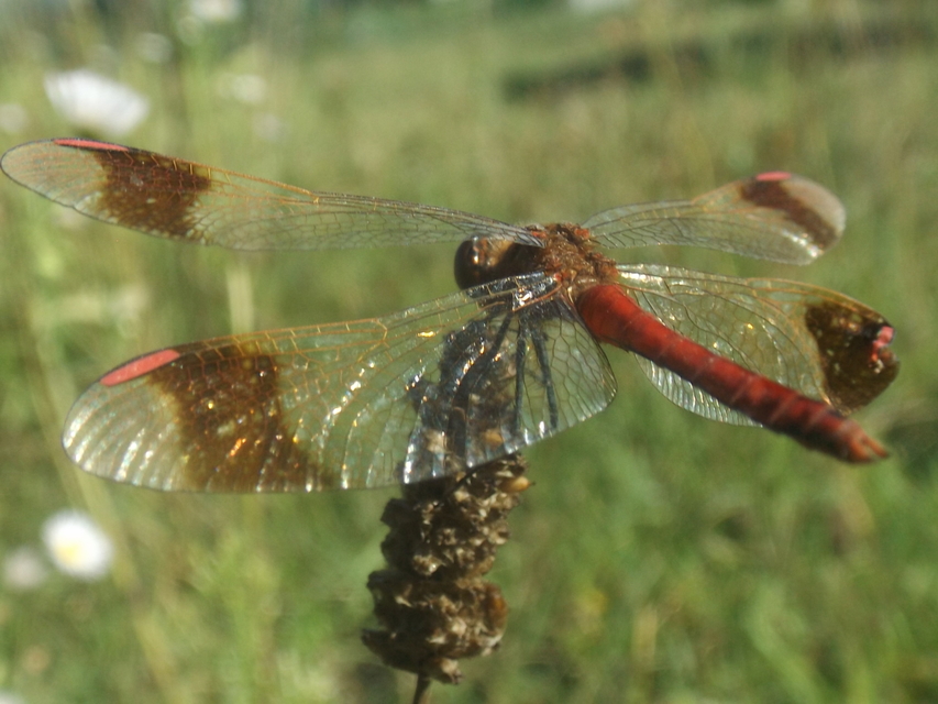 Sympetrum pedemontanum - szalagos katona-szitakötő