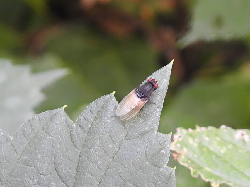 Minettia longipennis