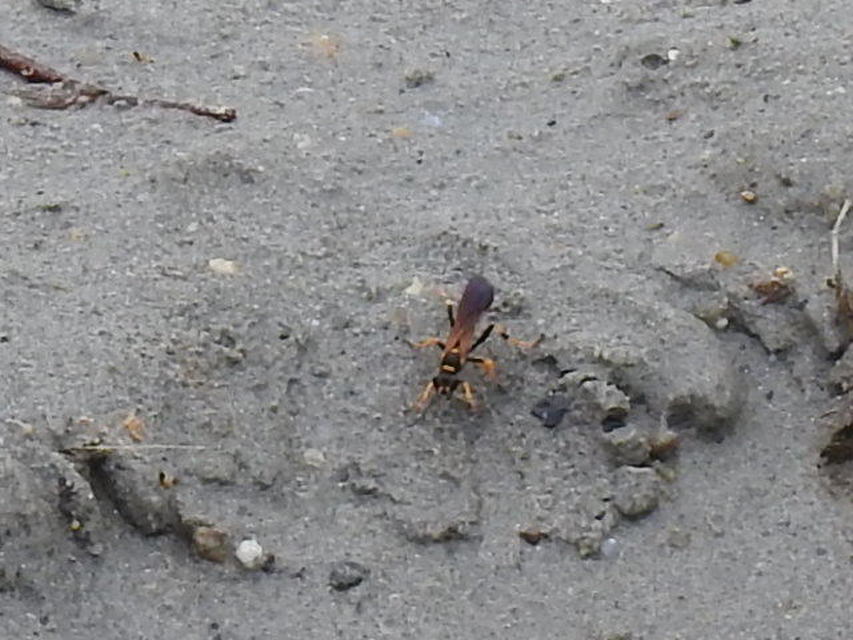 Sceliphron caementarium - feketenyelű lopódarázs