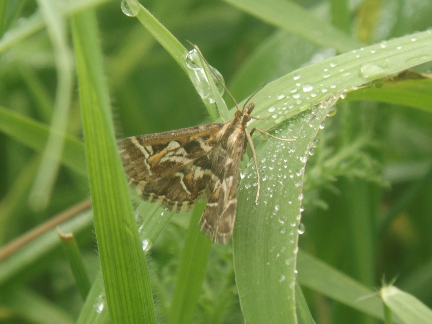 Diasemia reticularis - betűmintás tűzmoly
