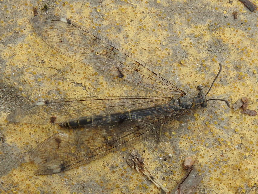 Distoleon tetragrammicus - négyfoltos hangyaleső