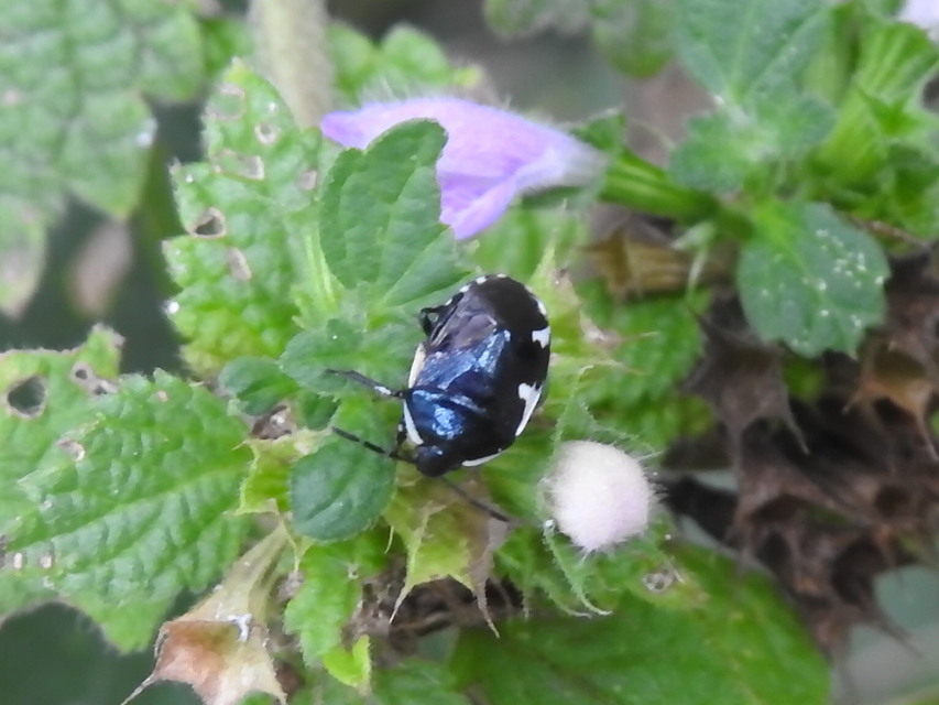 Tritomegas sexmaculatus - hatfoltos földipoloska