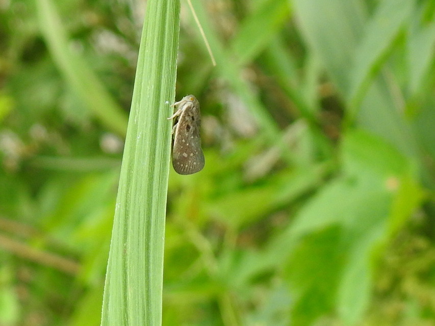 Metcalfa pruinosa - amerikai lepkekabóca