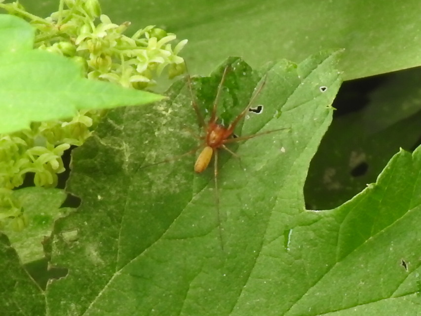 Linyphia triangularis - háromszöges vitorláspók