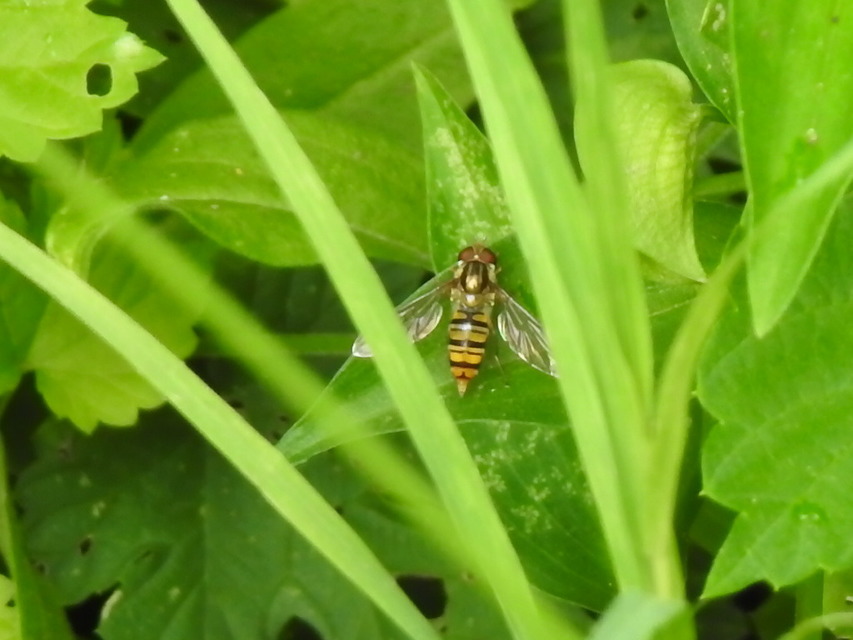 Episyrphus balteatus - ékfoltos zengőlégy