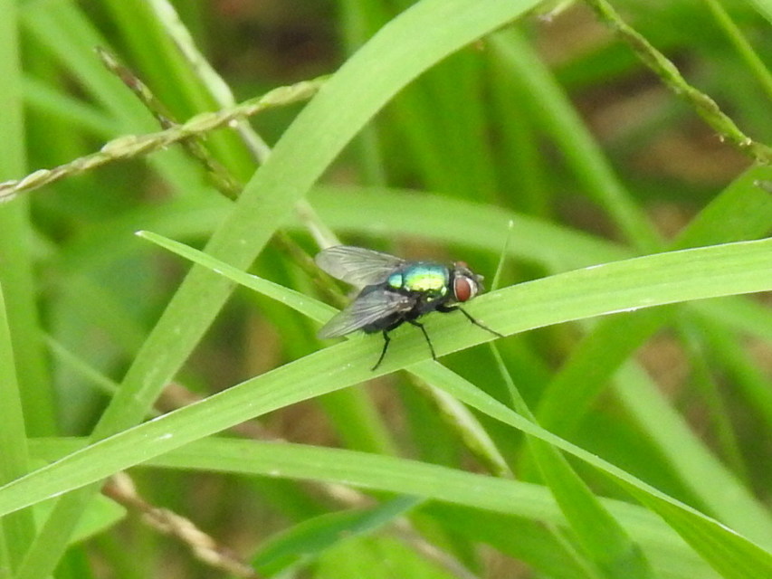 Lucilia