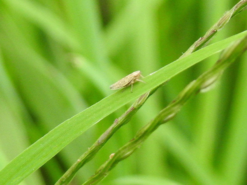 Psammotettix alienus