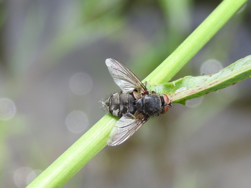 Pollenia