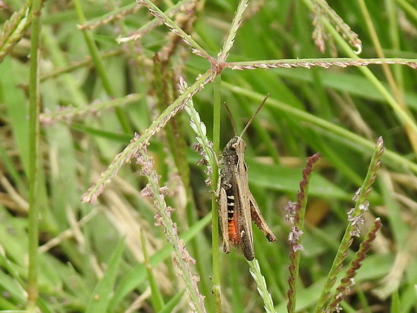 Omocestus rufipes - vöröshasú tarlósáska