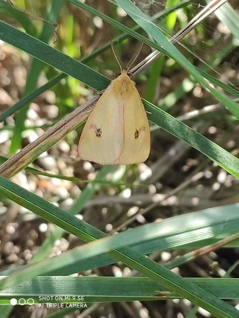 Diacrisia sannio - vörösszélű medvelepke