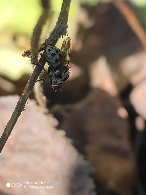 Anthomyia pluvialis