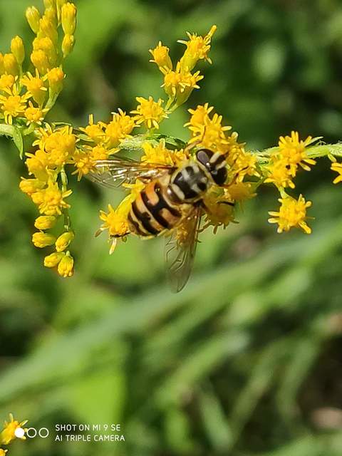 Myathropa florea - halálfejes odúlégy