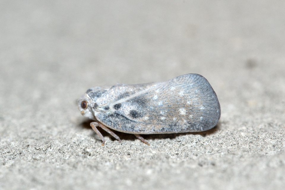 Metcalfa pruinosa - amerikai lepkekabóca