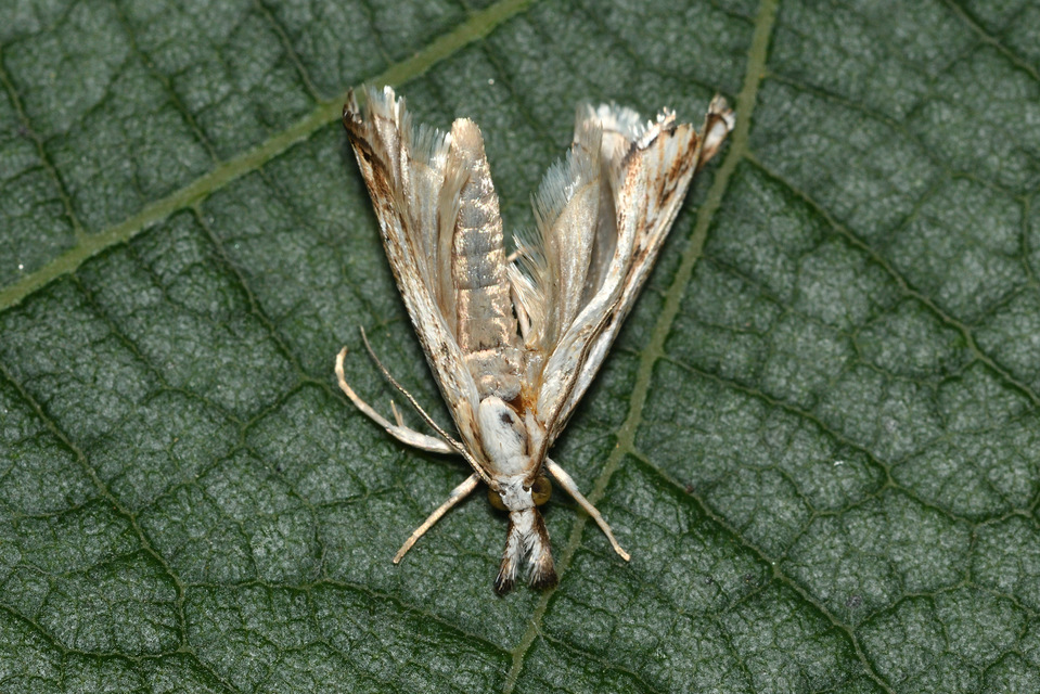 Catoptria falsella - hálós fűgyökérmoly