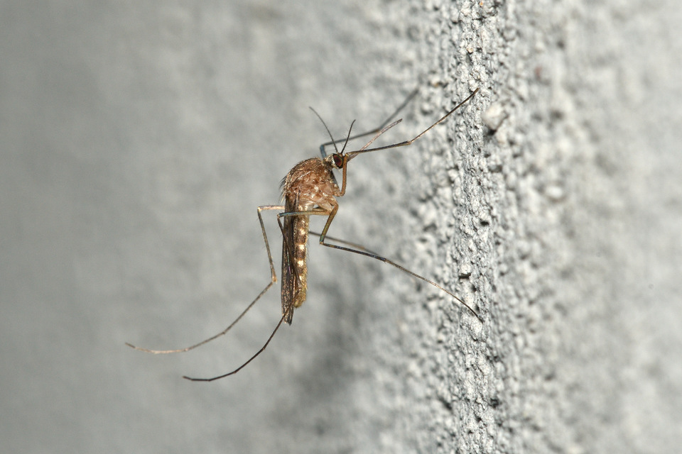 Culicidae - csípőszúnyogok