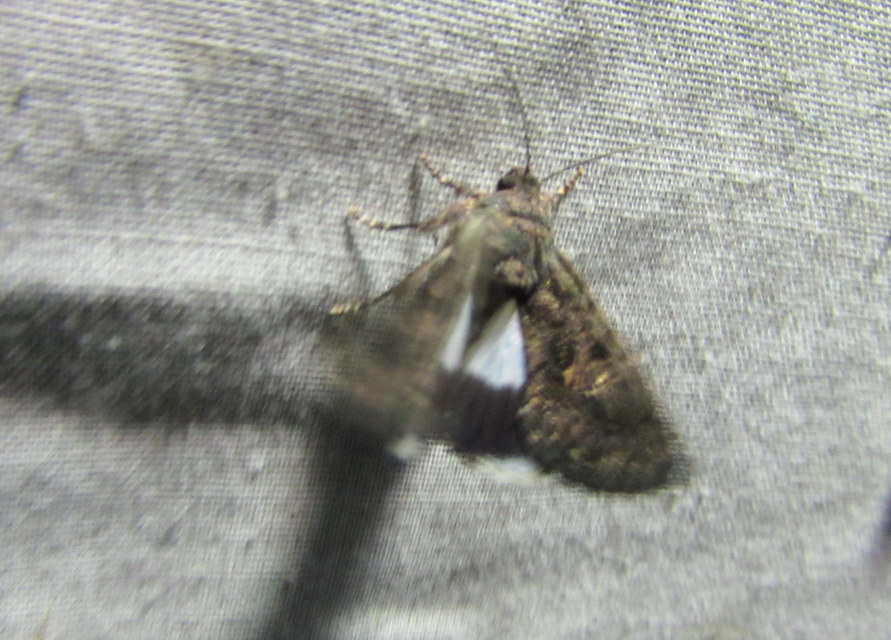 Anophia leucomelas - déli folyófűbagoly
