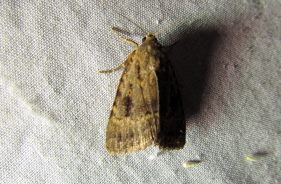 Amphipyra berbera/pyramidea