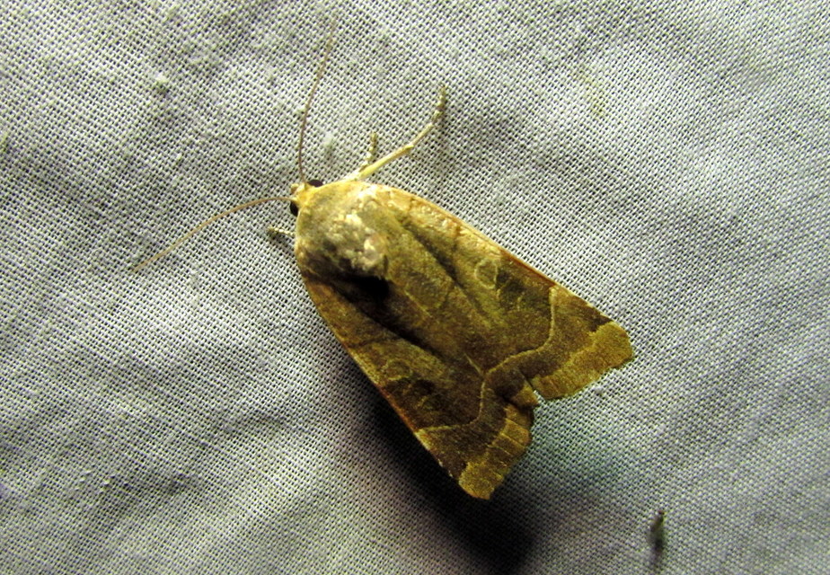 Noctua fimbriata - szélessávú sárgafűbagoly