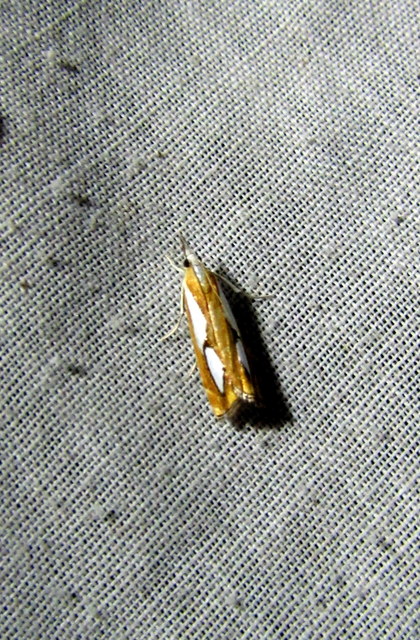Catoptria pinella - ezüstös fűgyökérmoly